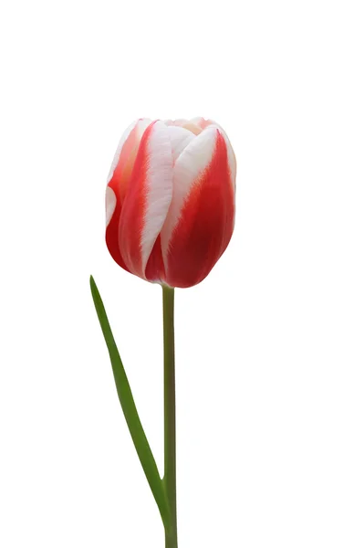 Червоний tulip квітка — стокове фото