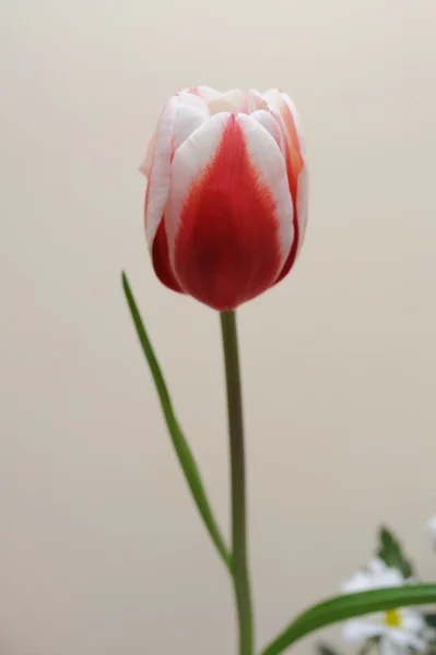 Tulipano rosso fiore — Foto Stock