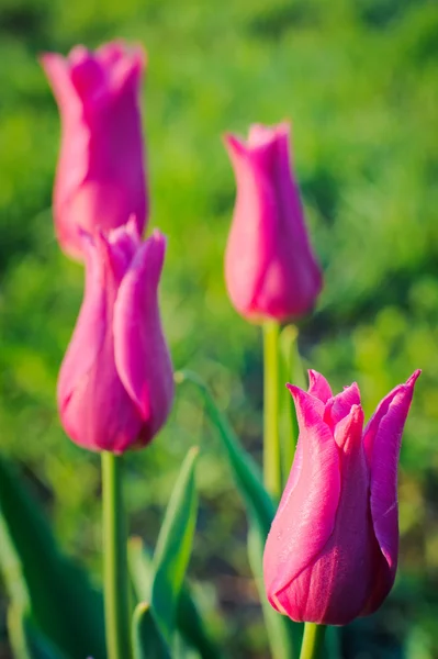 Frühlingsblumen Tulpe — Stockfoto