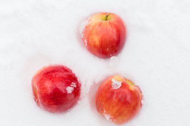 Kırmızı elma karda dinlenme