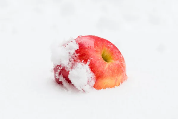 Красное яблоко отдыхает в снегу — стоковое фото