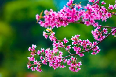 Sakura ağacı. Chiangmai Tayland