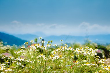 Monjam resort, Chiang Mai, Tayland beyaz çiçek