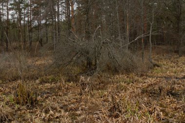 Bataklıktaki ağaç