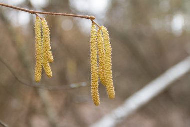 Huş kedicikler sarı