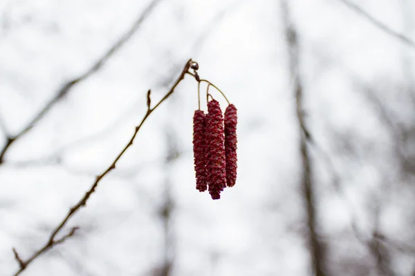 자작나무 피 catkins — 스톡 사진