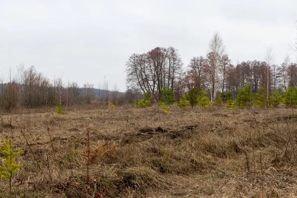 Весна луг в Україні — стокове фото