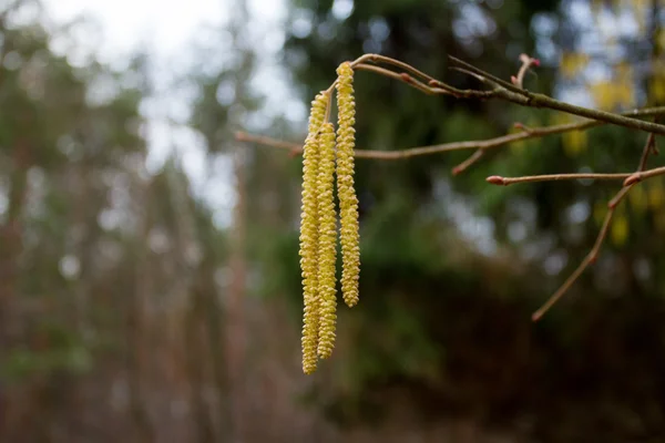 자작나무 catkins 노란색 — 스톡 사진