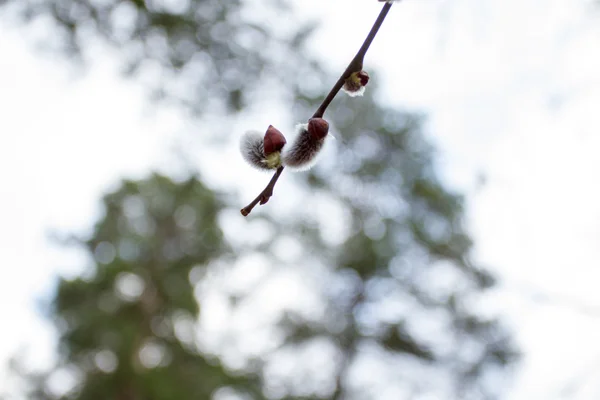 버드 나무 봄 물개 — 스톡 사진