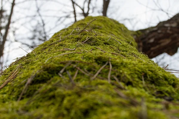 Mos op de boom — Stockfoto