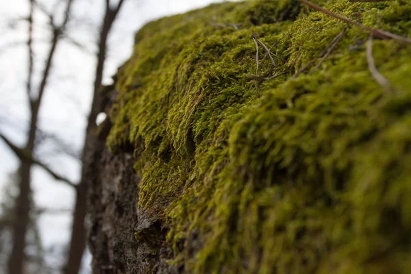 Mos op de boom — Stockfoto