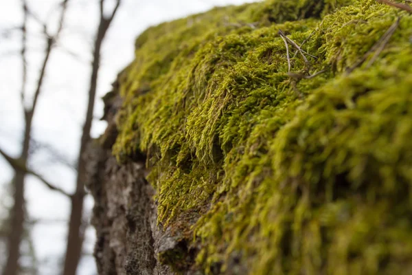 Mos op de boom — Stockfoto