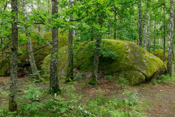 Большие Камни Валуны Лесу — стоковое фото