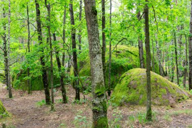 Ormanda büyük taşlar var.