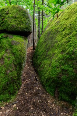 Ormanda büyük taşlar var.