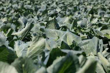 Lahanalı tarla yazı