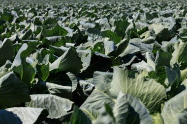 Lahanalı tarla yazı