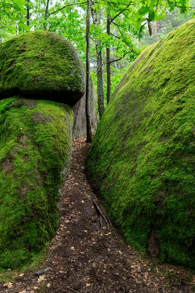 Duże Kamienie Głazy Lesie — Zdjęcie stockowe