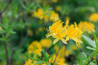 Vahşi doğada sarı rhododendronlar