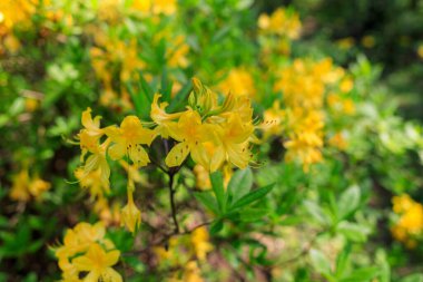 Vahşi doğada sarı rhododendronlar