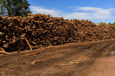 Ağaç uzun bir duvara katlanmış, tahta kesilmiş.