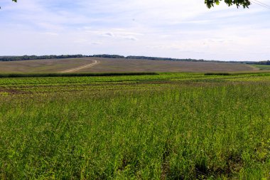 Ukrayna 'daki tarlaların görüntüsü