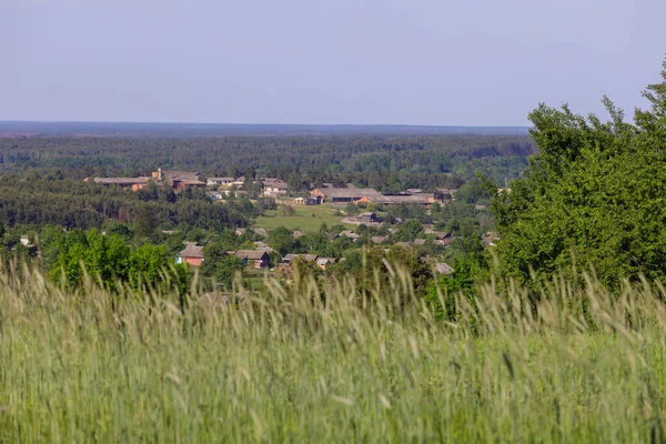 Grüne Ähren Auf Einem Feld Sommer — Stockfoto