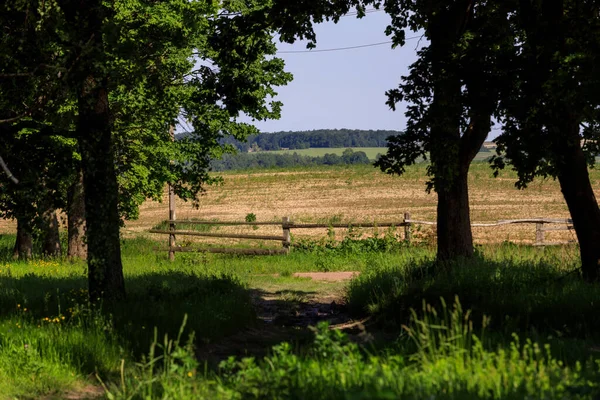 Dirt Road Field Summer — Stock Photo, Image