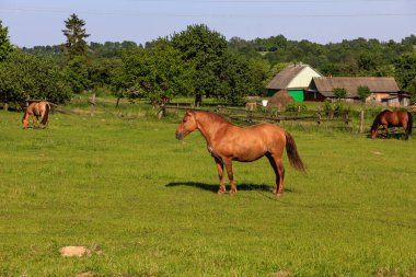 At yeşil çimlerde otluyor.
