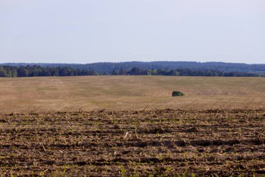 saban tarlası zhytomyr bölgesi ukraine