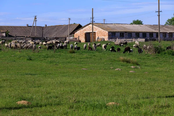 Farm Sheep Graze Green Grass — Stock Photo, Image