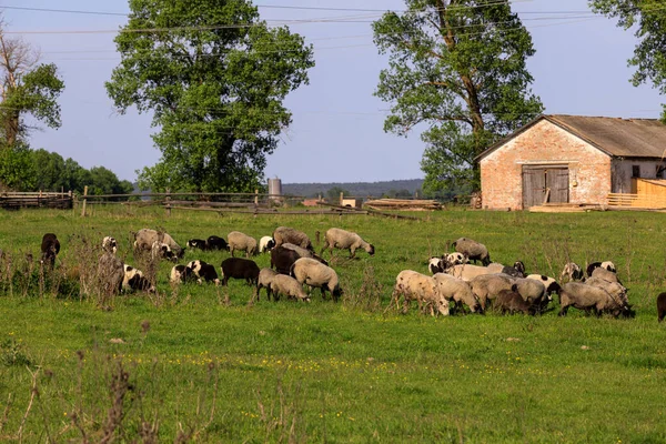 Granja Ovejas Pastar Verde Hierba — Foto de Stock