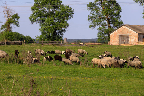 овцы пасутся на зеленой траве