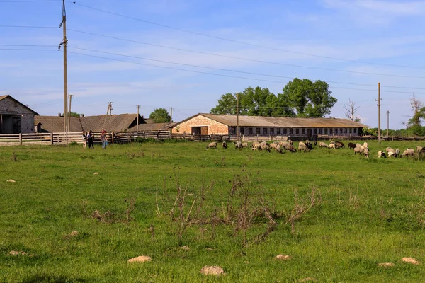 Bauernschafe Grasen Auf Grünem Gras — Stockfoto