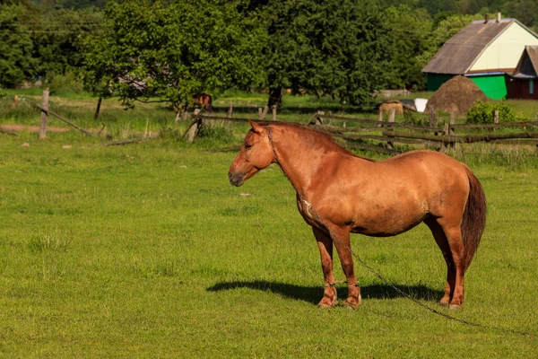 马在青草上吃草 — 图库照片