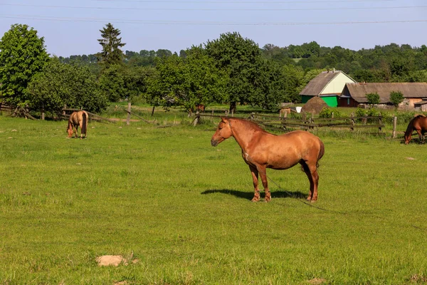 Pasto Cavalo Grama Verde — Fotografia de Stock