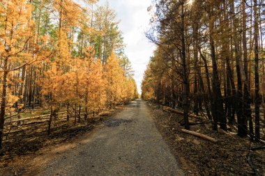 Yanmış orman, yol, zhytomyr bölgesi