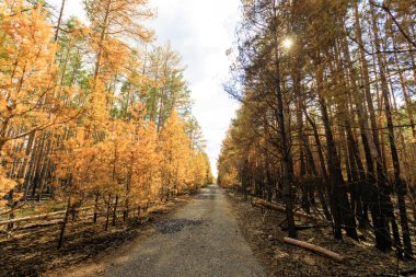 Yanmış orman, yol, zhytomyr bölgesi