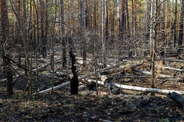 Yanmış orman, yol, zhytomyr bölgesi