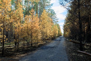 Yanmış orman, yol, zhytomyr bölgesi