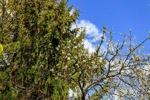 Oude Appelboom Een Verlaten Tuin — Stockfoto