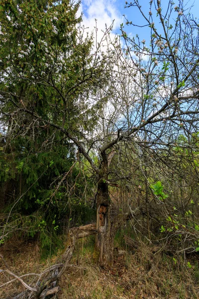 Árvore Maçã Velha Uma Jarda Abandonada — Fotografia de Stock