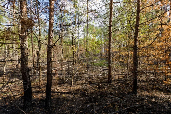 Burnt Forest Road Zhytomyr Region Stock Photo