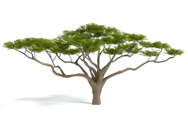 Illustrazione Albero Acacia — Foto Stock