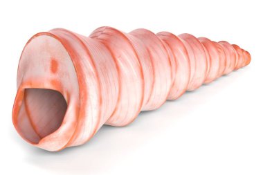 Bir Deniz Kabuğunun 3B Görünümü