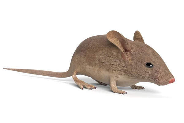 Illustration Mouse — Stock Photo, Image