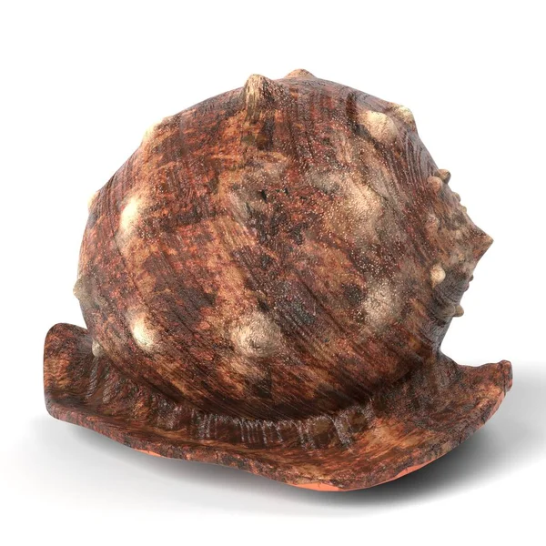 3D貝殻のイラスト — ストック写真