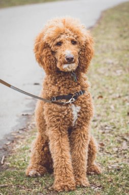 PARK 'ta Altın Köpek.