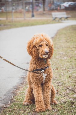 PARK 'ta Altın Köpek.