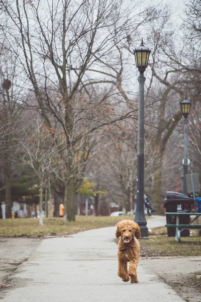 Perro Doodle Oro Parque — Foto de Stock